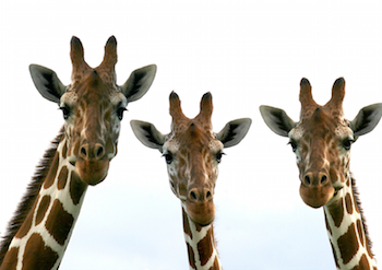 Giraffes before