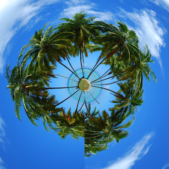 Palm treesbefore