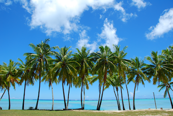 Palm trees before